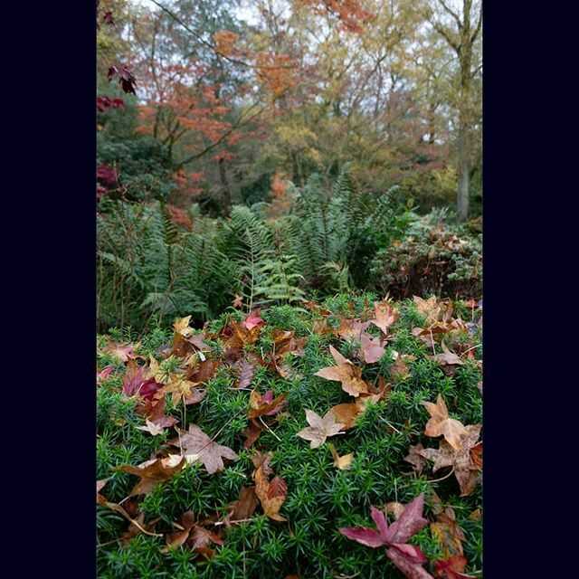 Falling autumn leaves in the rock garden at beautiful Winterbourne (November 2019)